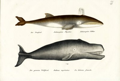 Fin Whale by Karl Joseph Brodtmann